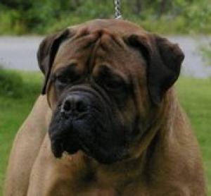 OptimumBullmastiffs